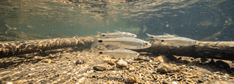 Spottail Shiner